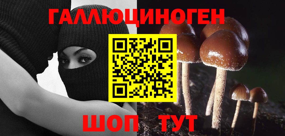 Галлюциногенные грибы Psilocybine cubensis Армавир